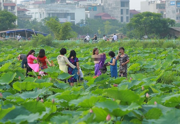 U50 lot do ngat hoa chup anh o dam sen hinh 1